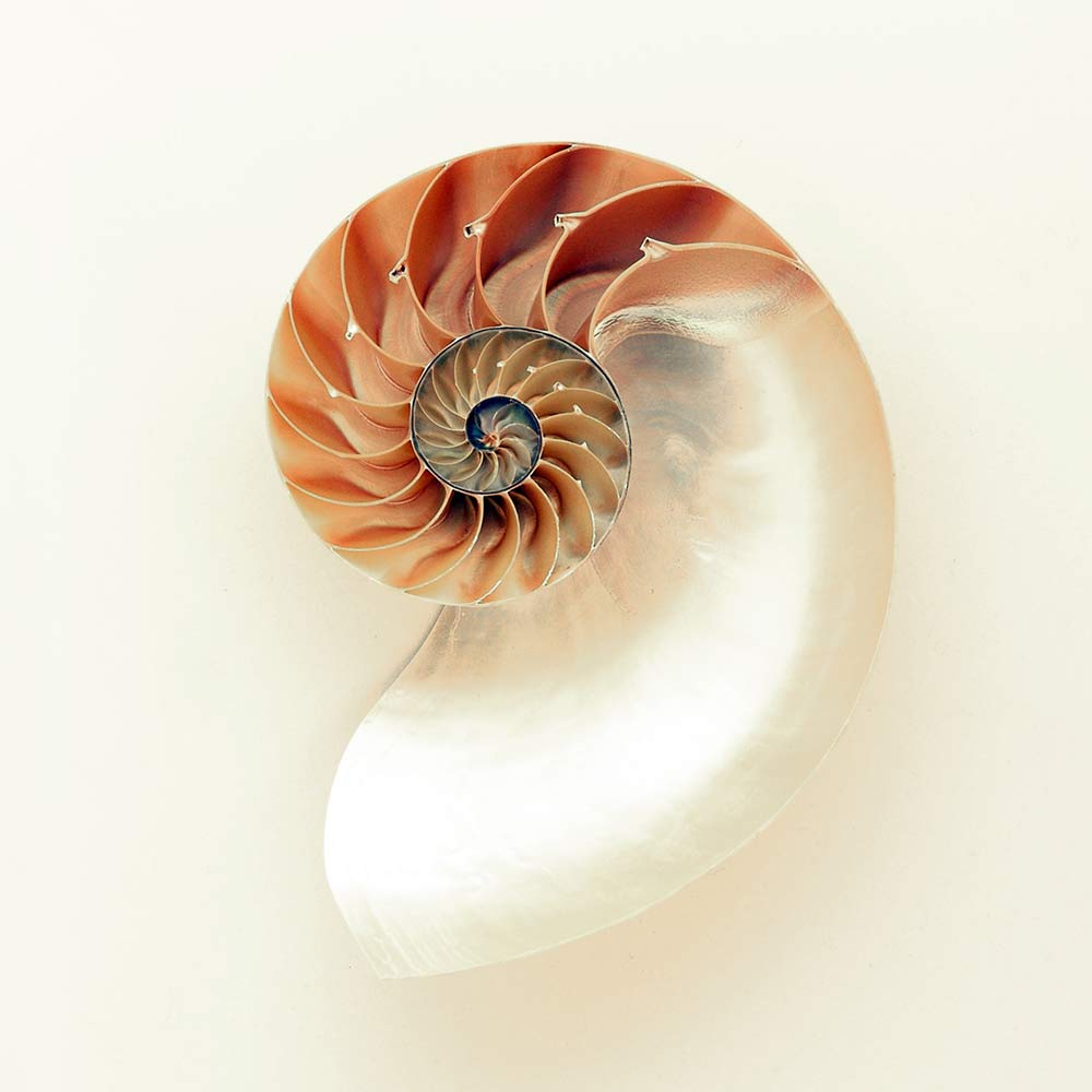 Nautilus Shell Golden Ratio Spiral